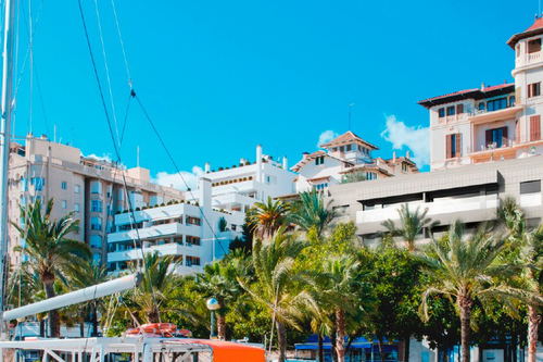 Palma Marítimo