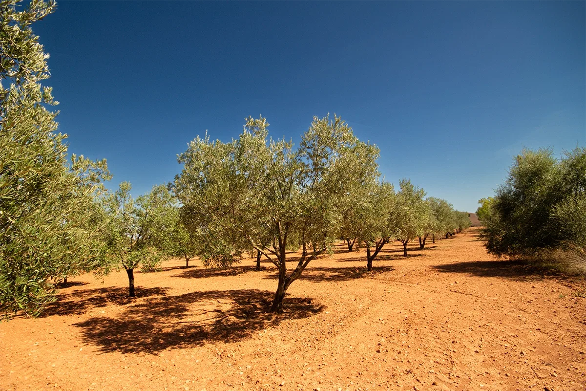 Algaida/Porreres
