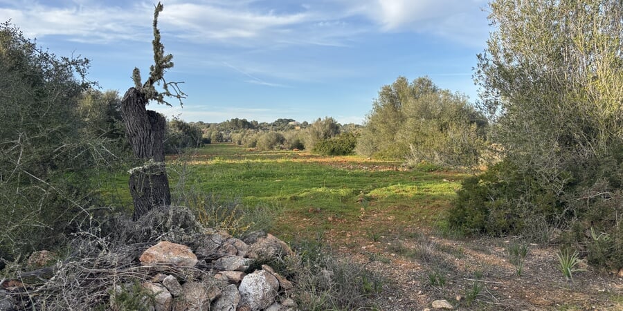 Buildable plot in Ses Salines Mallorca