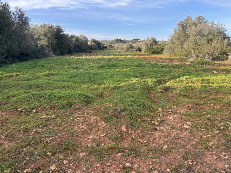 Baugrundstück in Ses Salines Mallorca