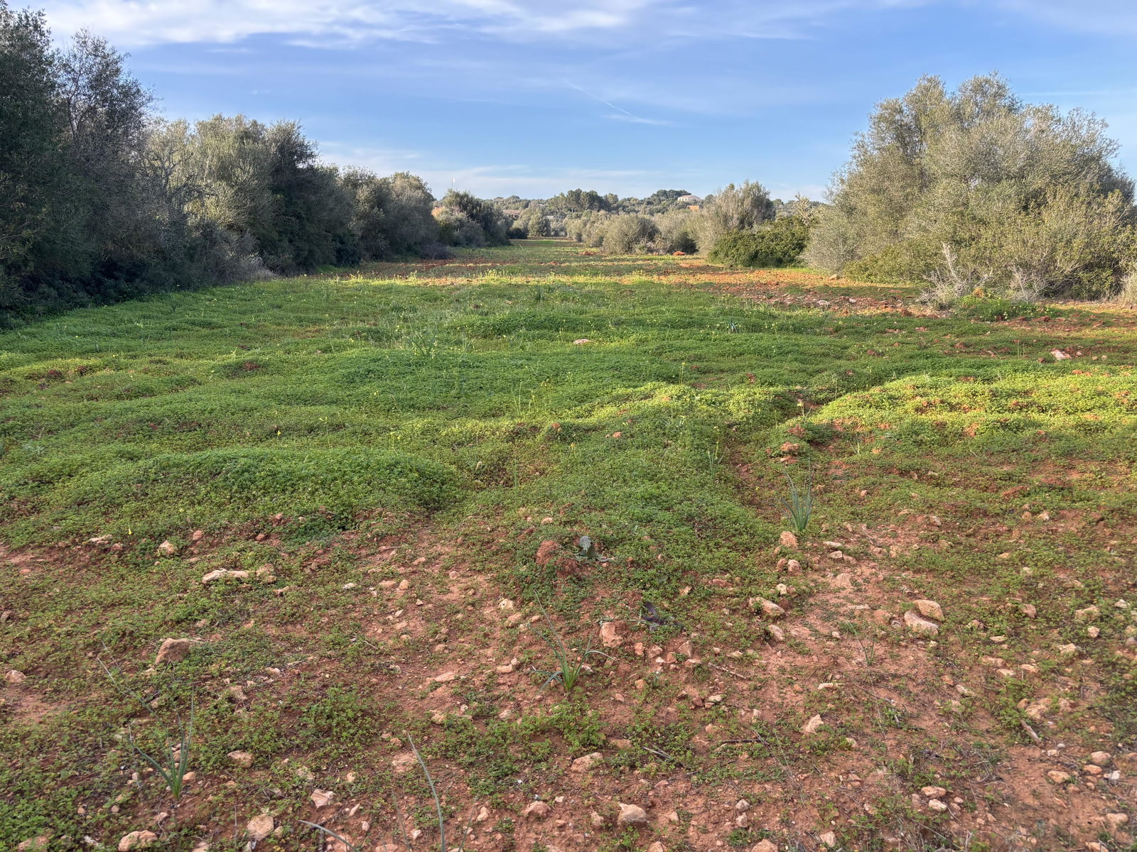 Baugrundstück in Ses Salines Mallorca