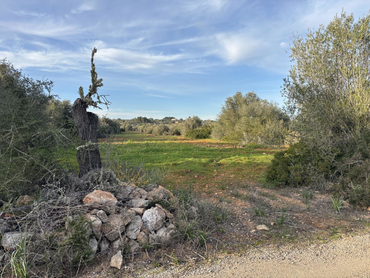 Baugrundstück in Ses Salines Mallorca