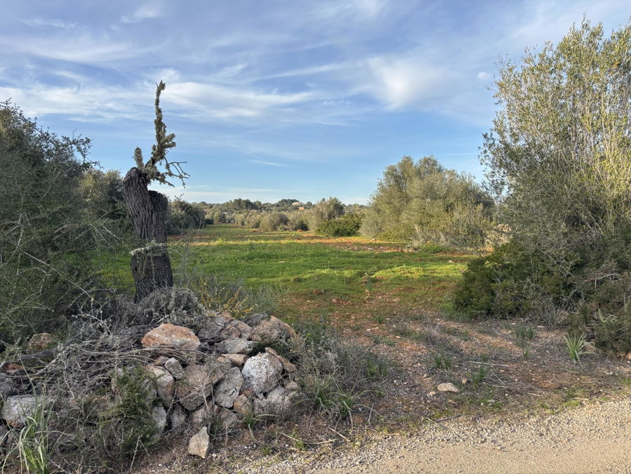 Baugrundstück in Ses Salines Mallorca