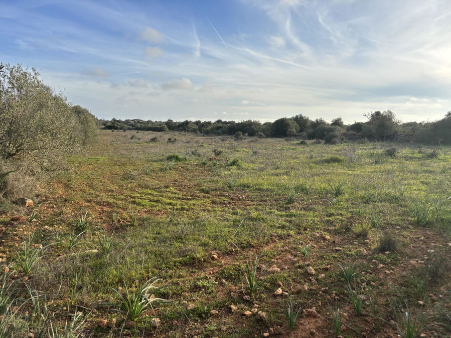 Baugrundstück in Ses Salines Mallorca
