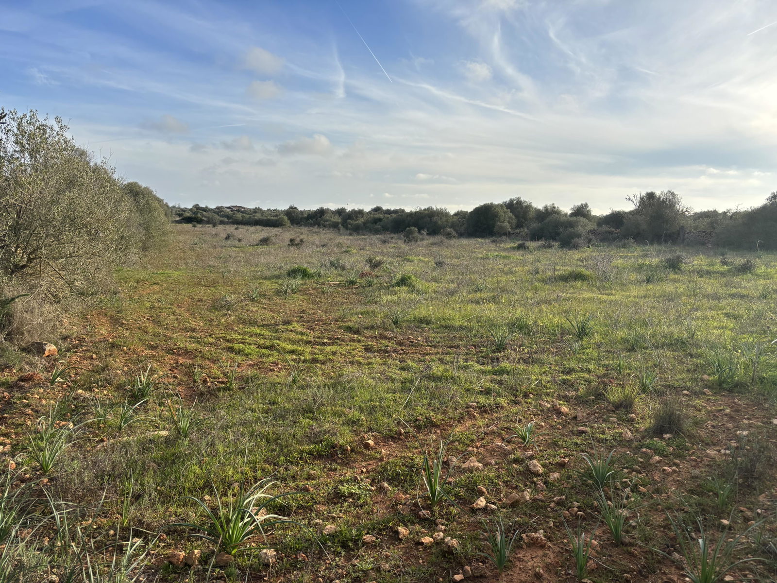 Baugrundstück in Ses Salines Mallorca