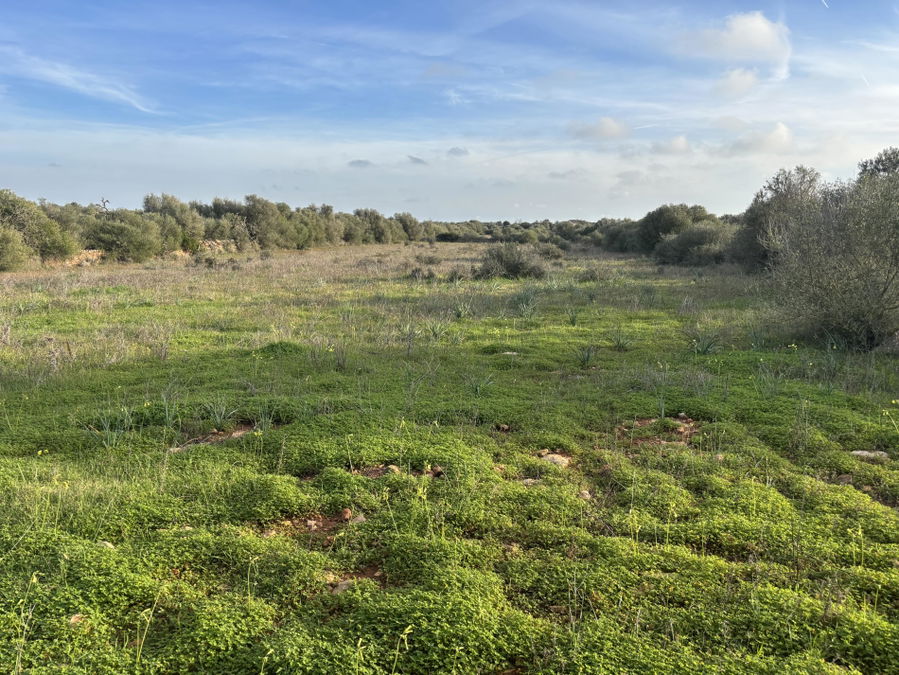 Baugrundstück in Ses Salines Mallorca