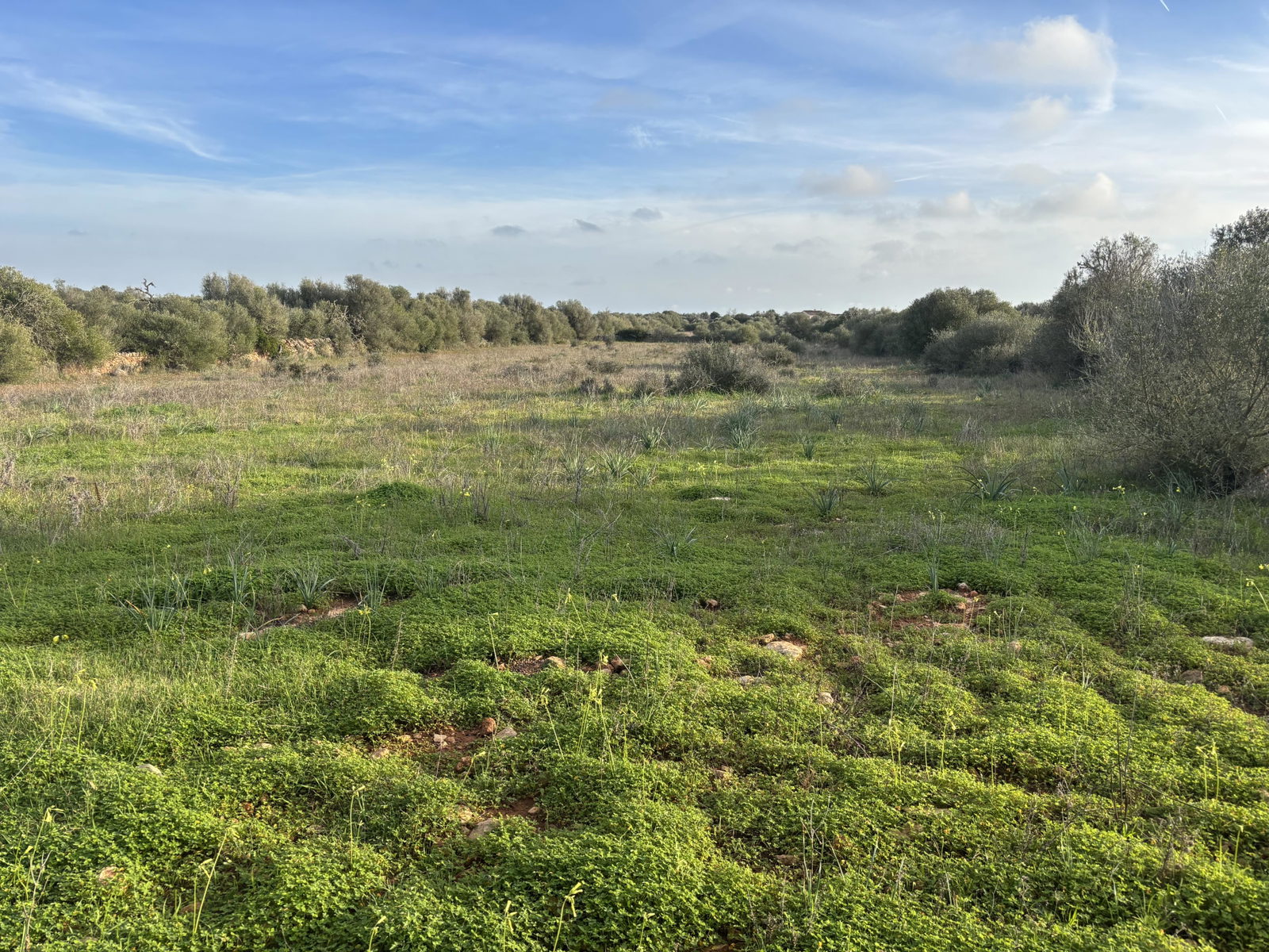 Baugrundstück in Ses Salines Mallorca