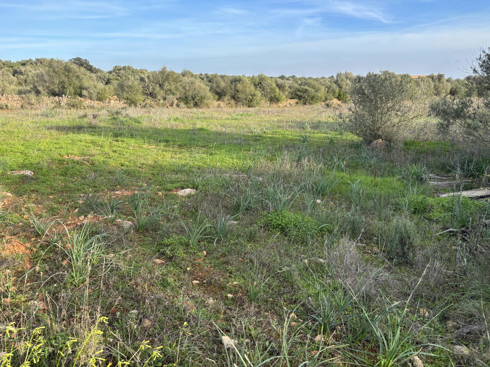 Baugrundstück in Ses Salines Mallorca