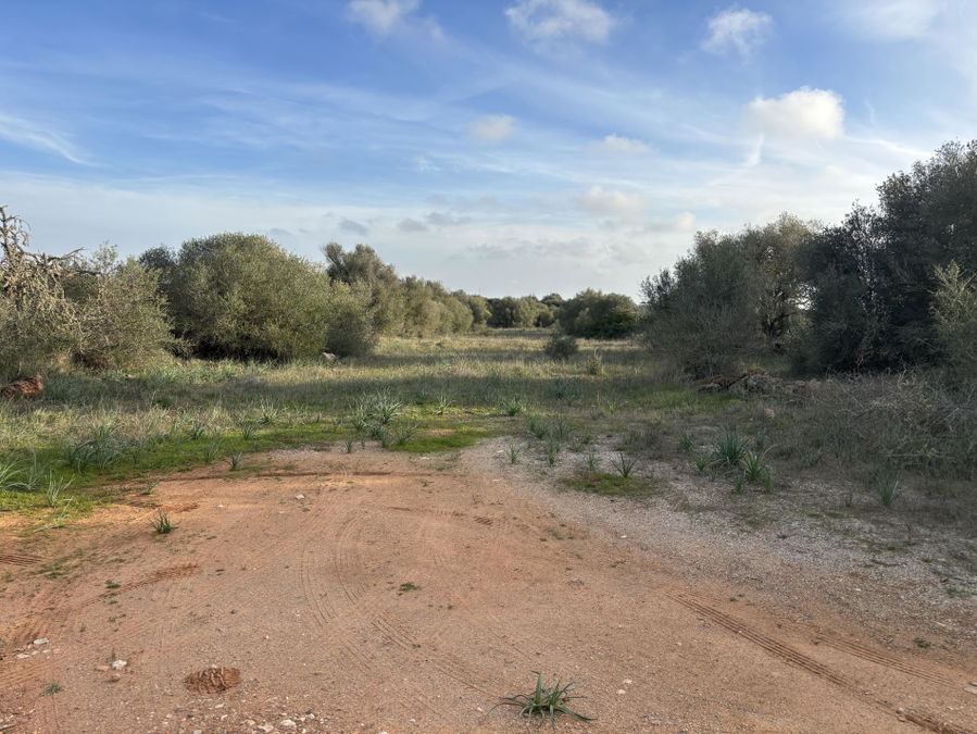 Baugrundstück in Ses Salines Mallorca