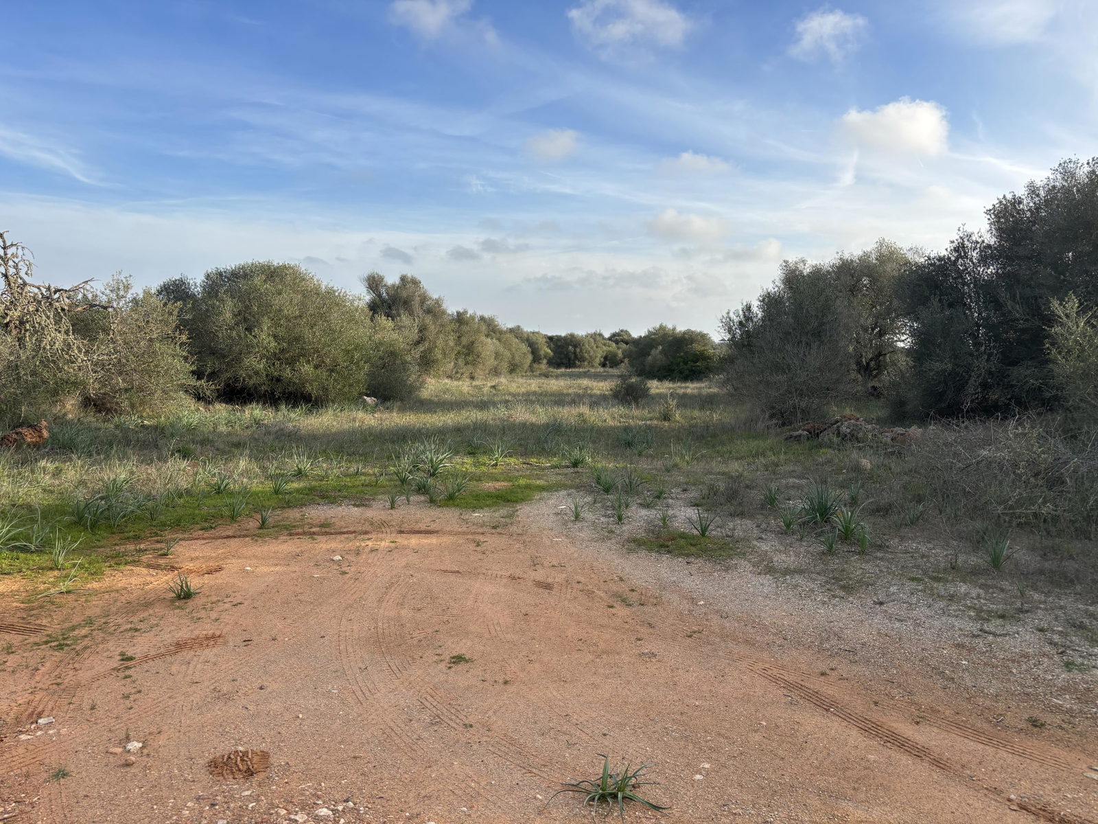 Baugrundstück in Ses Salines Mallorca