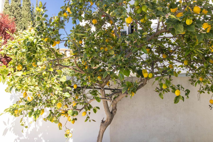 Renovierte Wohnung mit großem Garten und Garage in Son Armadans