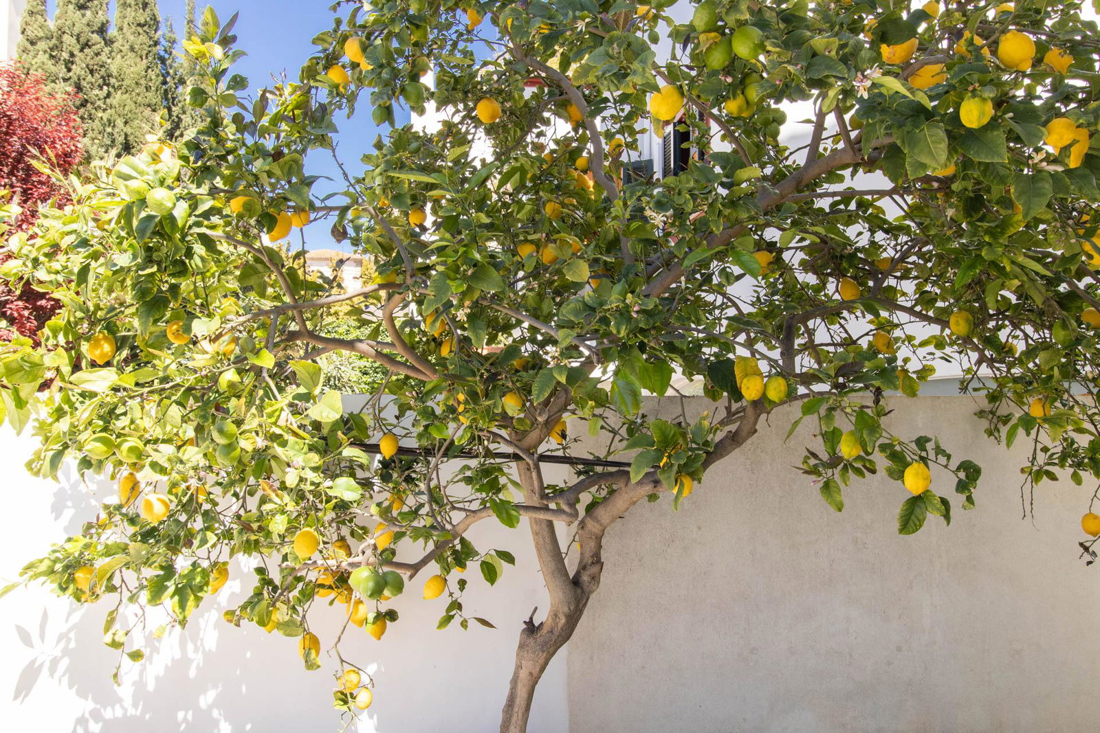 Renovierte Wohnung mit großem Garten und Garage in Son Armadans